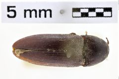 Foto (Dorsalansicht) von Propsephus cavifrons (NHMW-ZOO-COL-0010199)